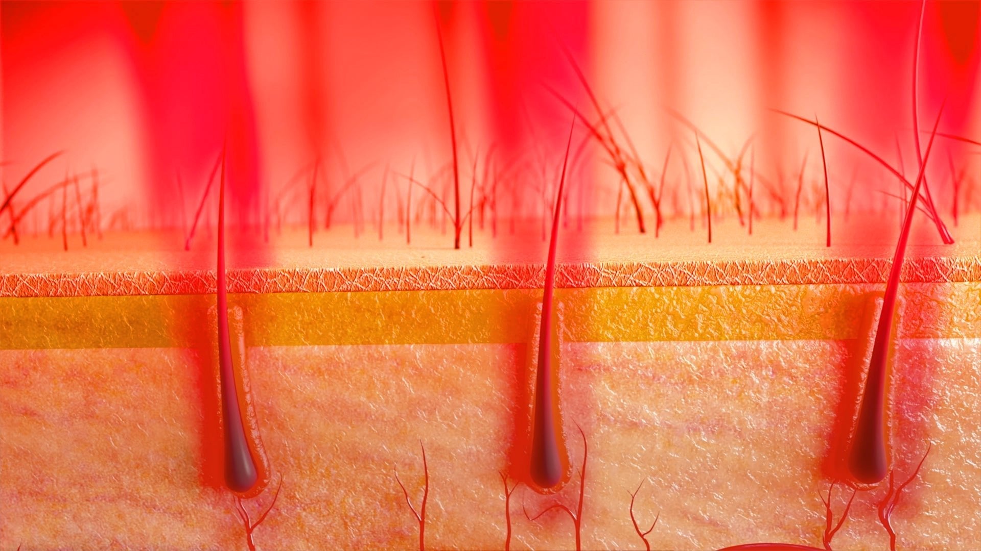 The Science of Hair Regrowth | How LLLT Reactivates Follicles