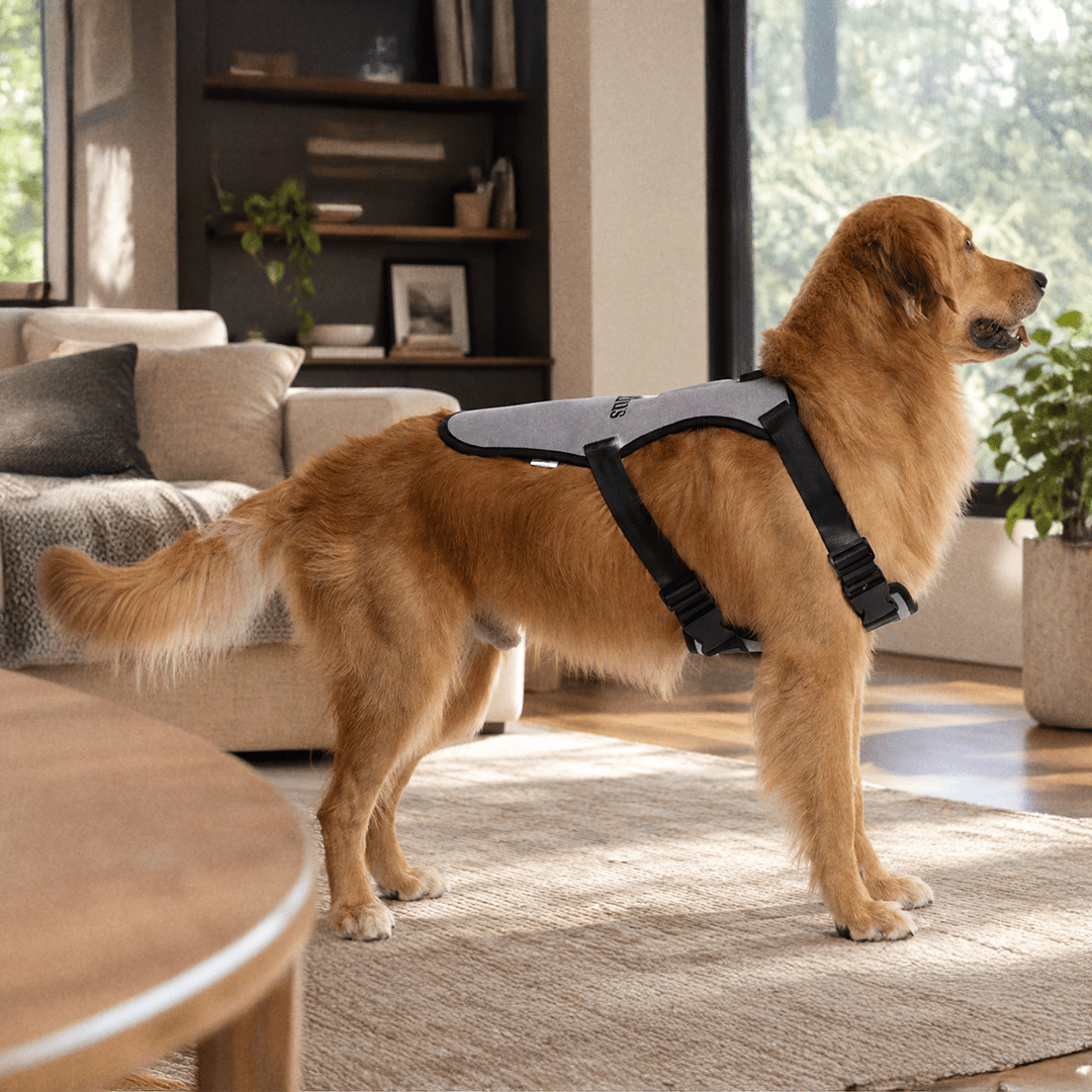 A golden retriever stands indoors on a wooden floor, wearing the Capillus Pet Vest by Capillus in light gray and black. The background features a beige sofa, shelves, and large windows with natural light.