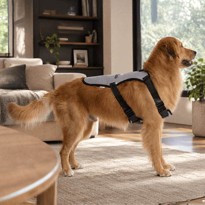A golden retriever stands indoors on a wooden floor, wearing the Capillus Pet Vest by Capillus in light gray and black. The background features a beige sofa, shelves, and large windows with natural light.